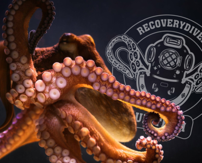 World Octopus Day: acht armen, één missie 🐙 Recovery Divers